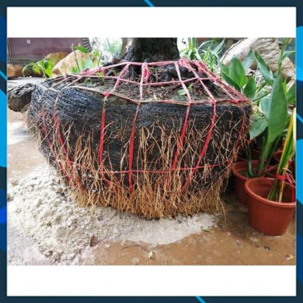 Thuốc Kích Rễ Roots 90 - Hình ảnh 2