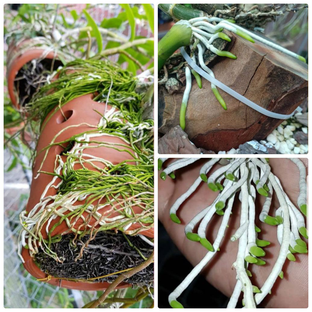 thuốc kích rễ roots 90