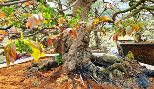 Combo Thuốc Kích Rễ Root King và Vua Bật Chồi - Hình ảnh 3