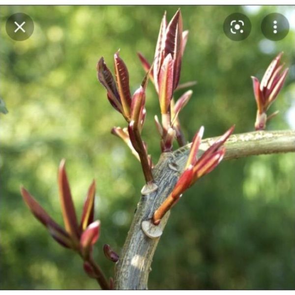 Vua Bật Chồi - Hình ảnh 3